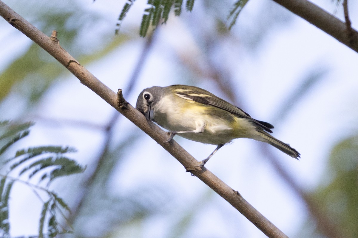 Blue-headed Vireo - ML648179024