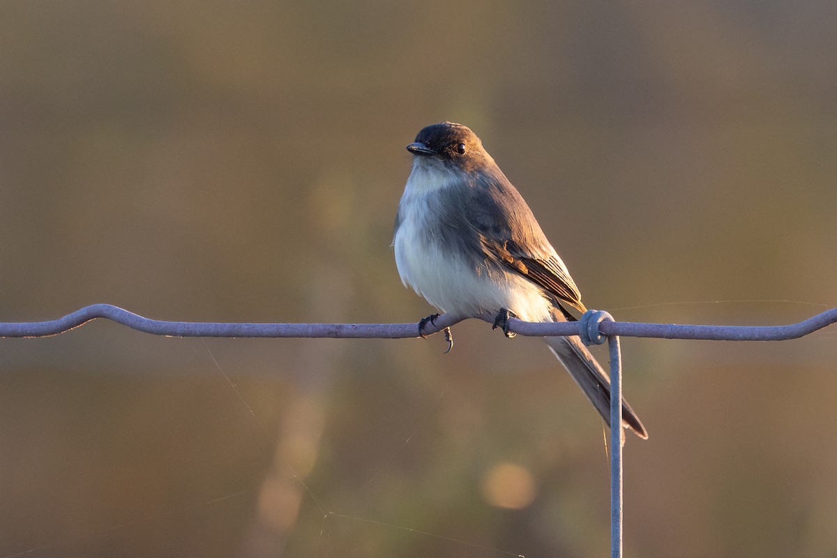 Eastern Phoebe - ML648179103