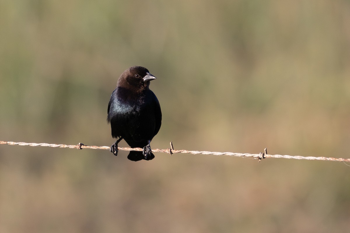 Brown-headed Cowbird - ML648179118