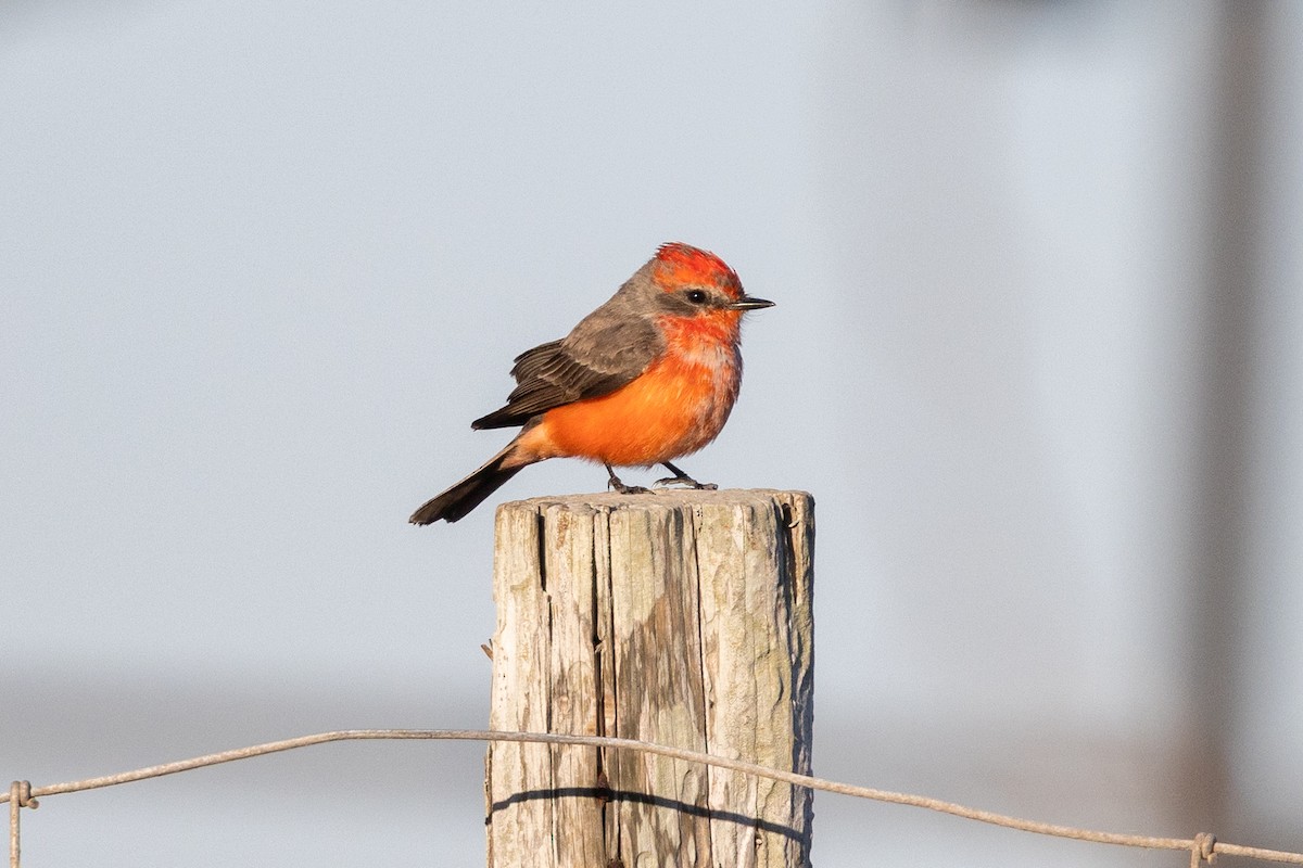 Vermilion Flycatcher - ML648179134