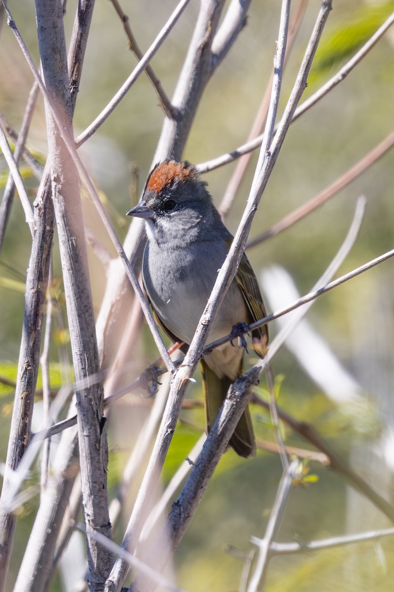 Green-tailed Towhee - ML648179159