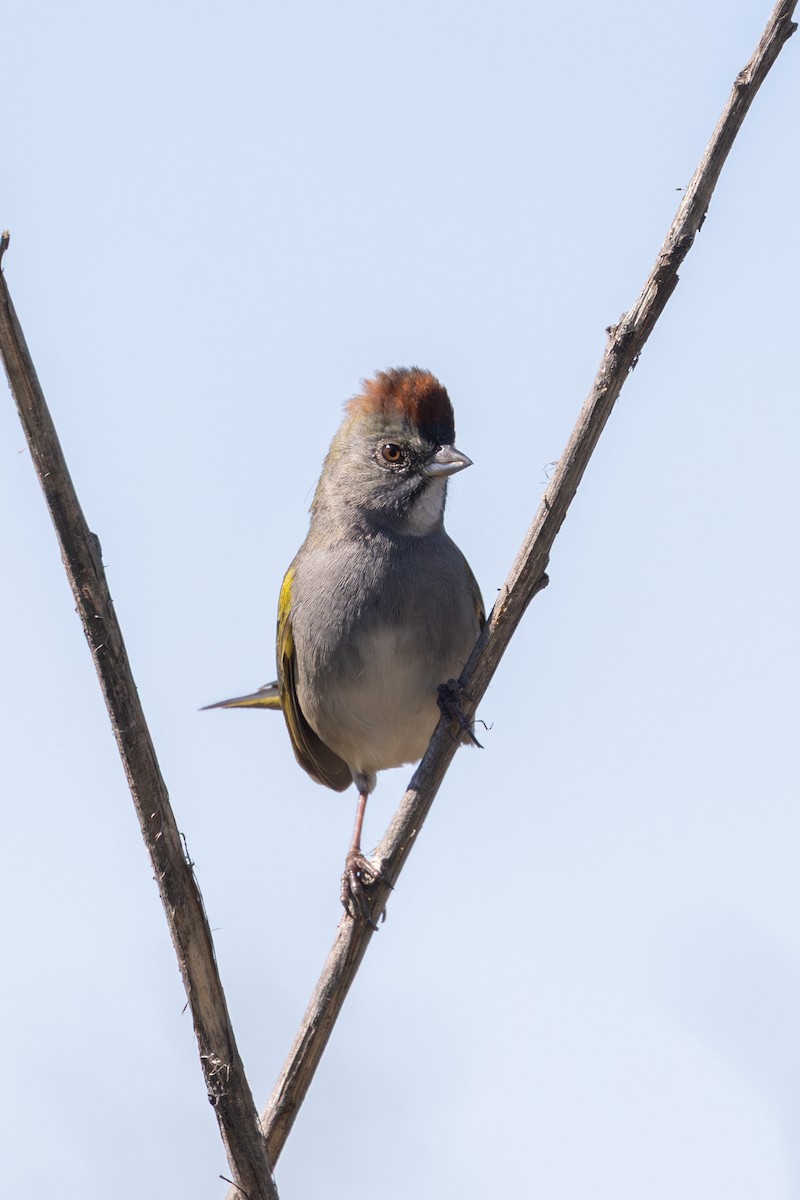 Green-tailed Towhee - ML648179160