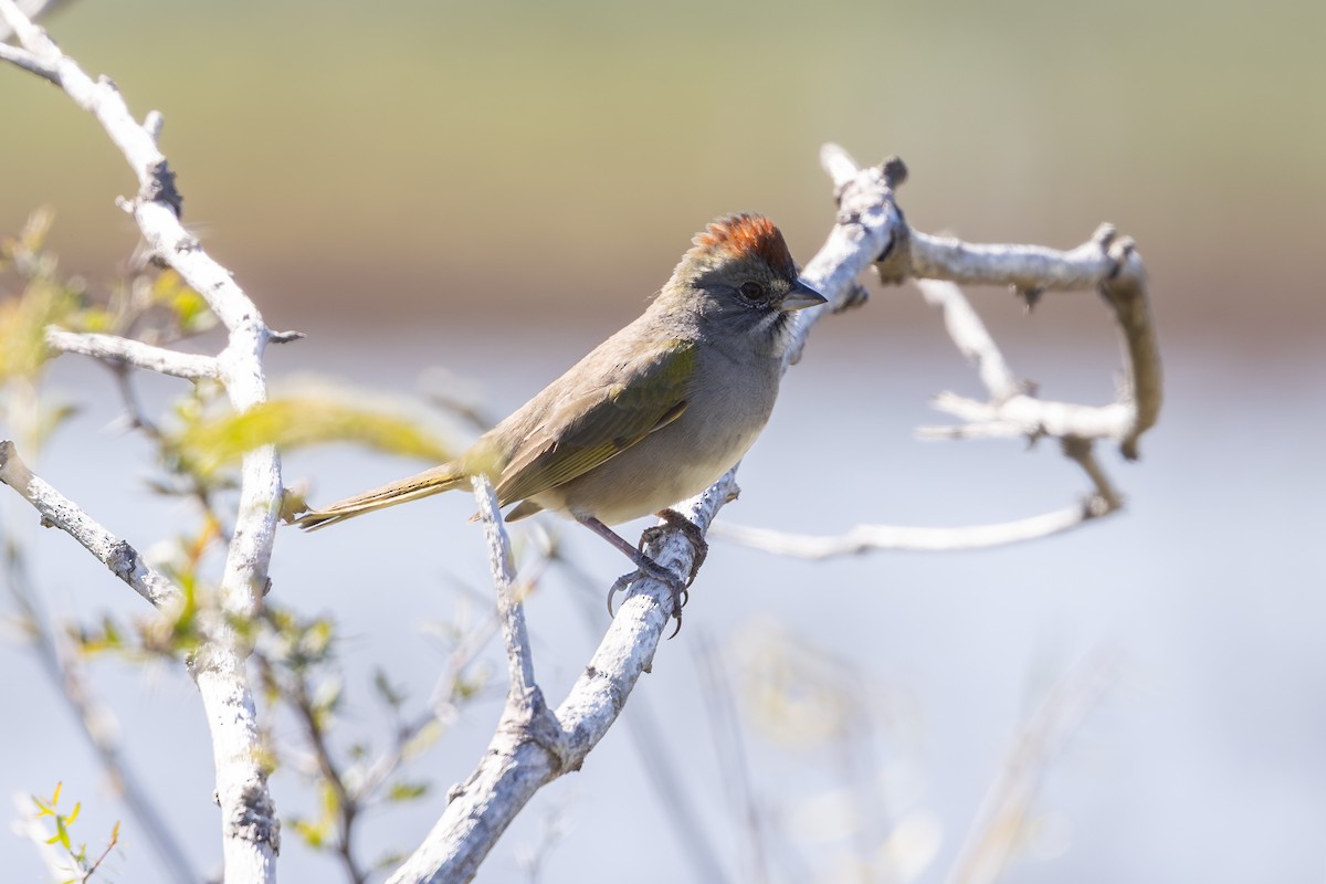 Green-tailed Towhee - ML648179161