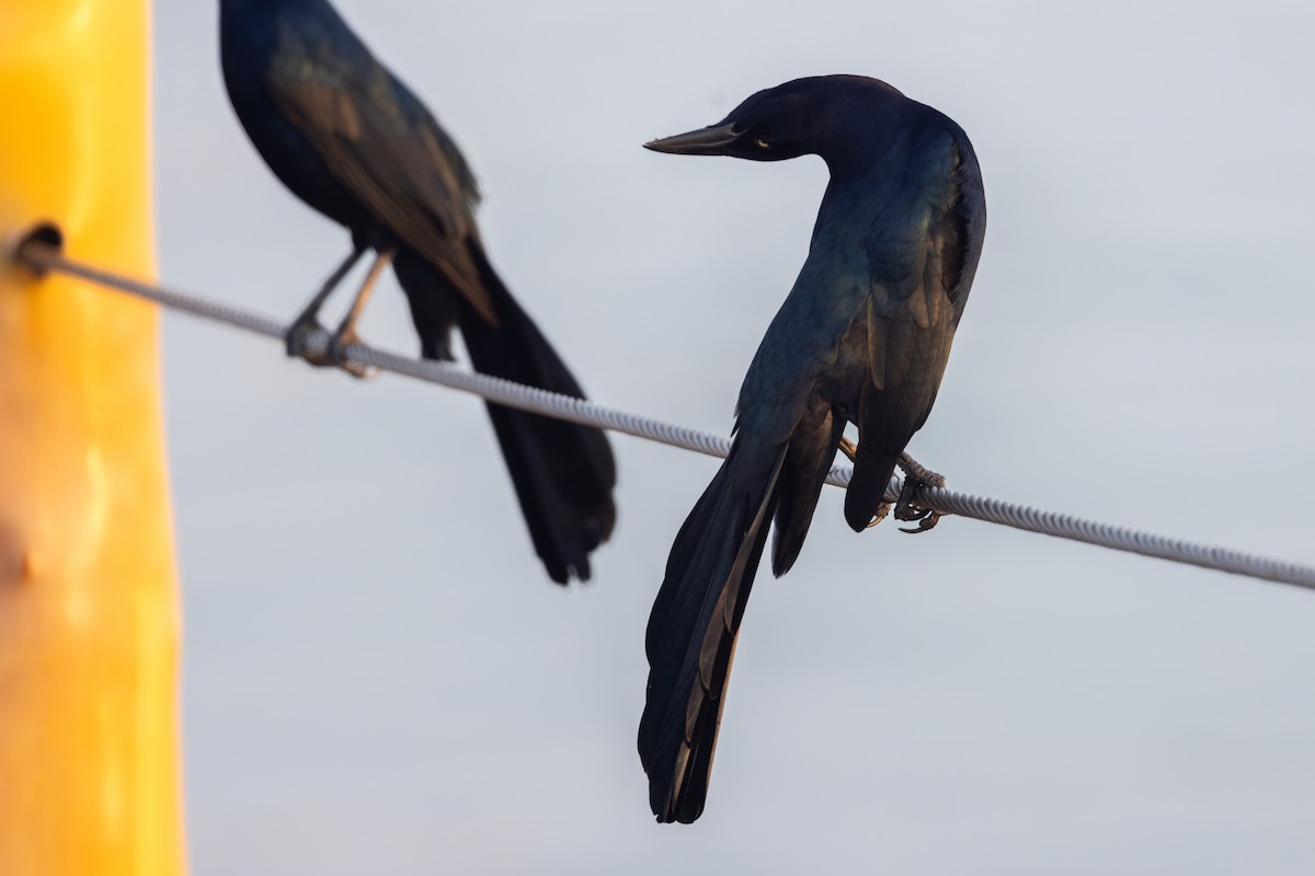 Great-tailed Grackle - ML648179256