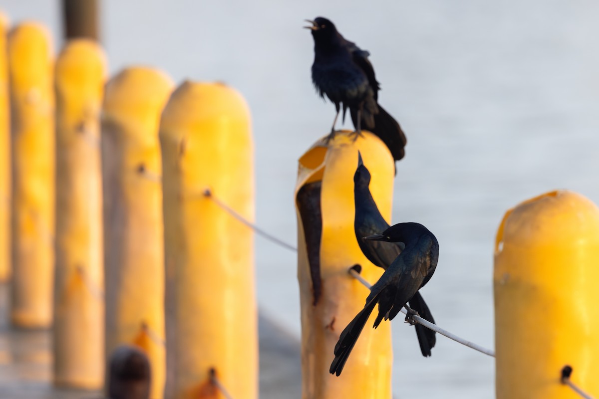 Great-tailed Grackle - Liam Wolff