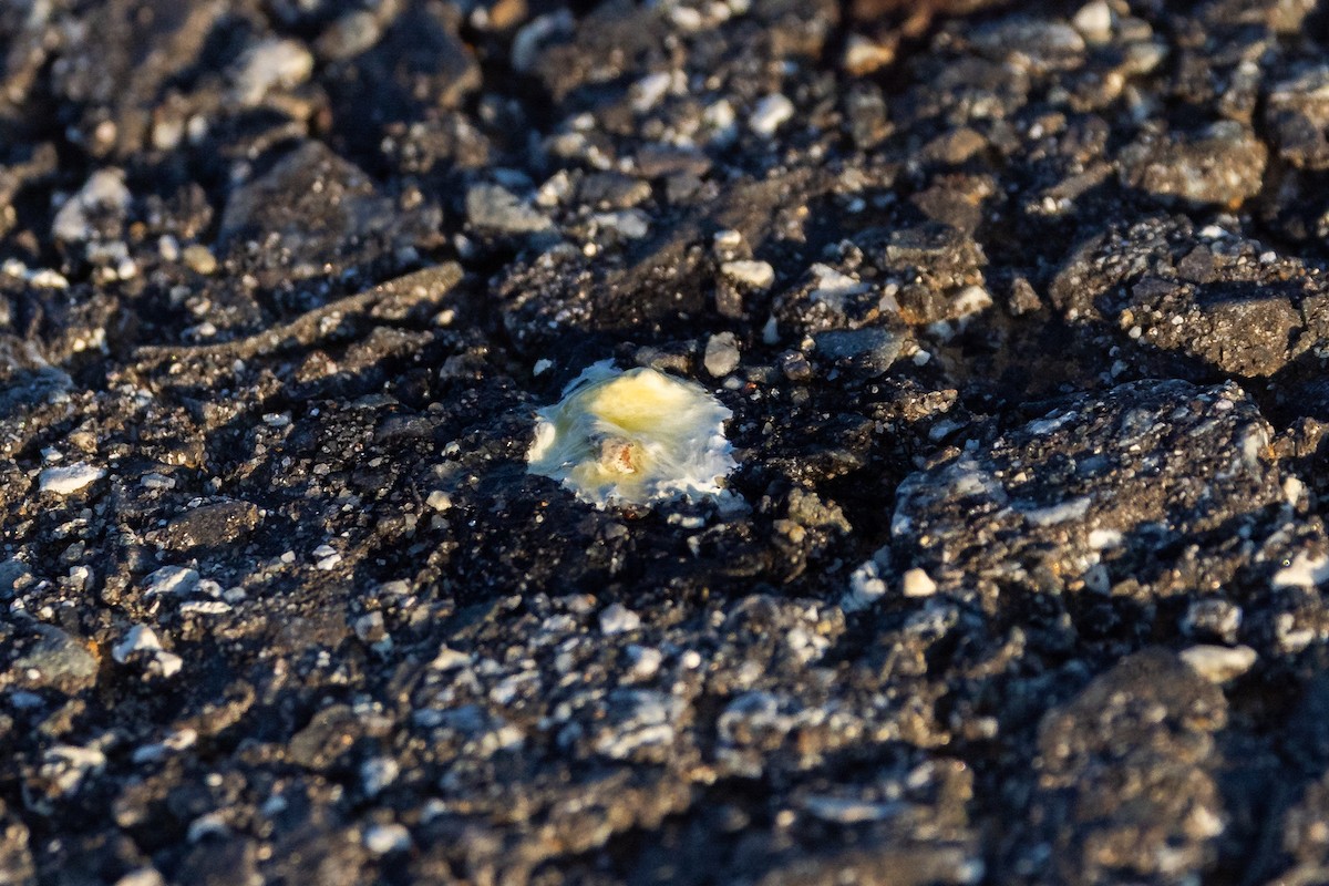 American Pipit - Liam Wolff