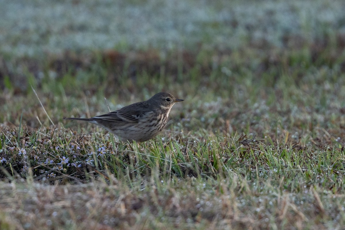 American Pipit - ML648179311