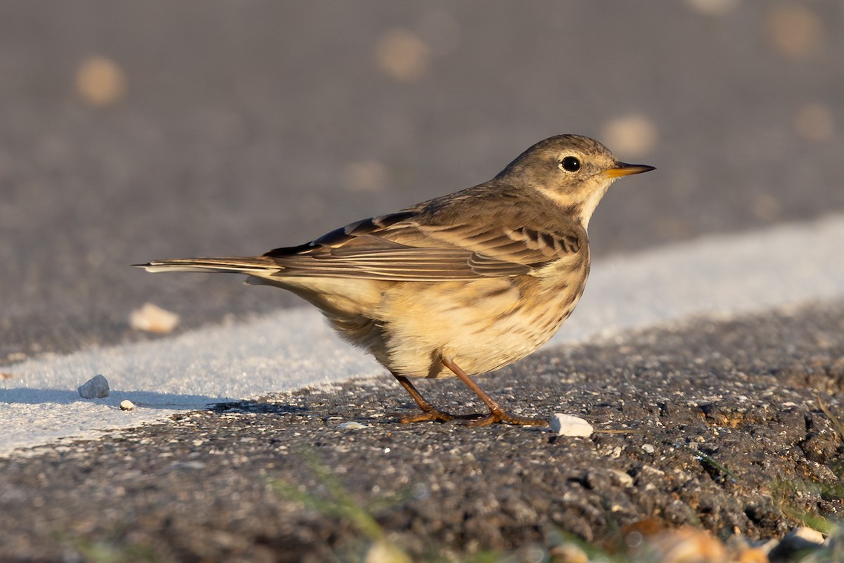 American Pipit - ML648179312