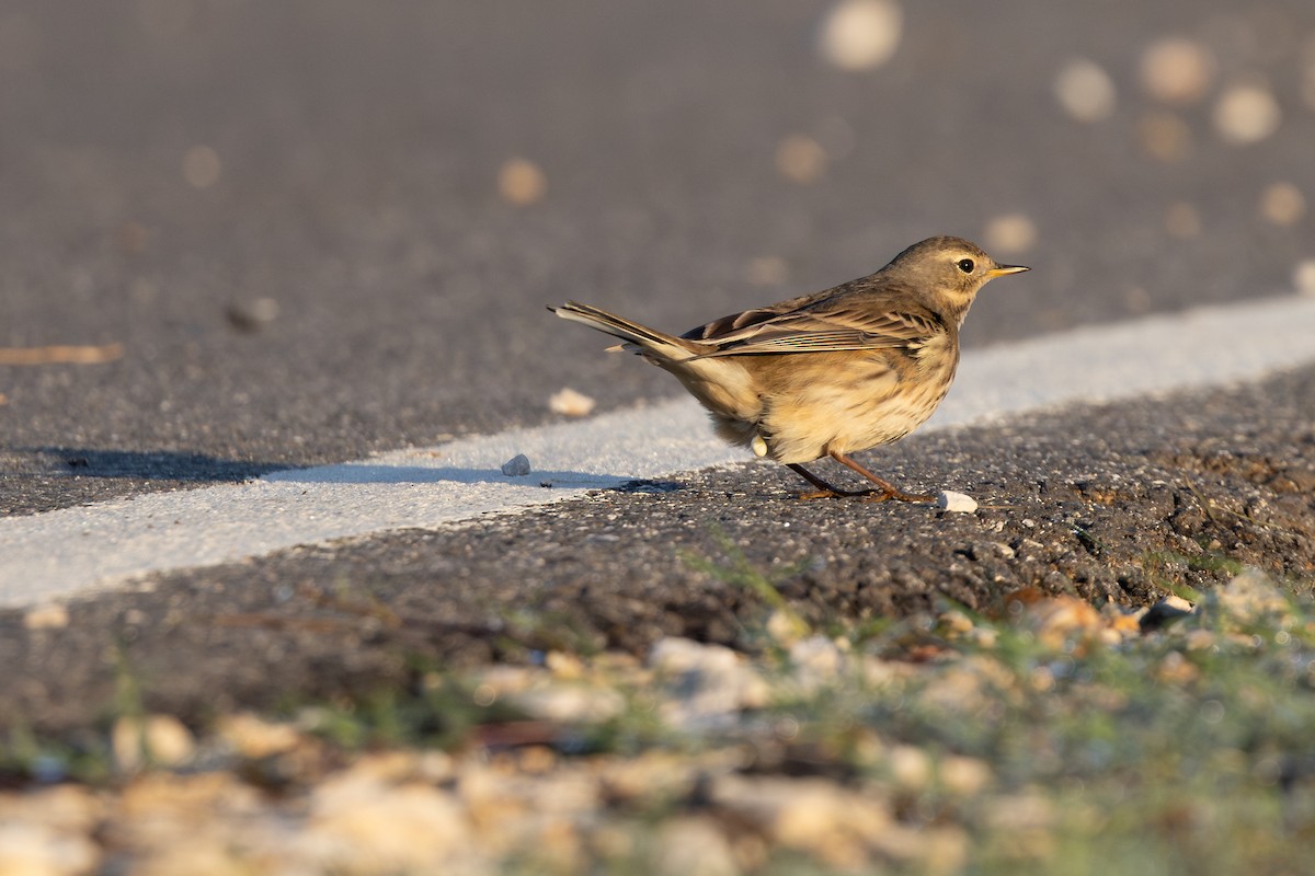 American Pipit - ML648179313
