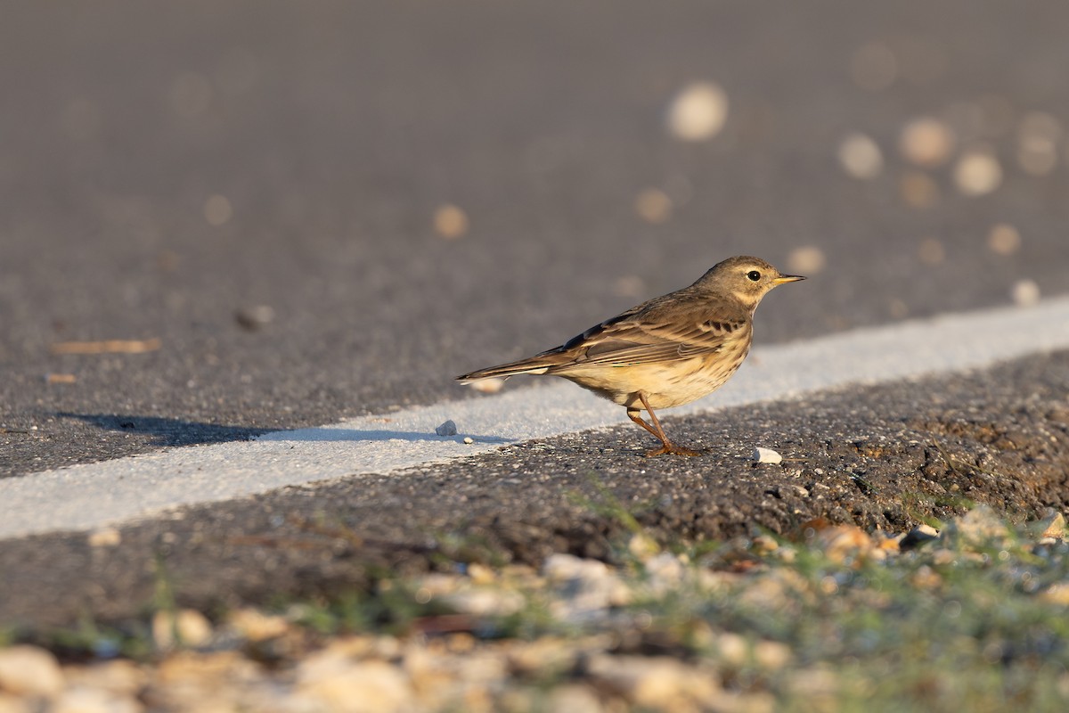 American Pipit - Liam Wolff