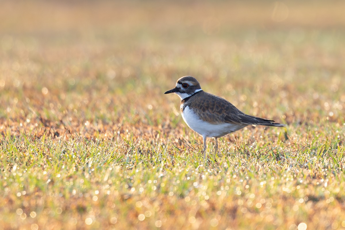 Killdeer - ML648179318