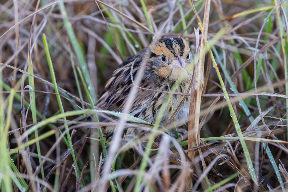 LeConte's Sparrow - ML648179338