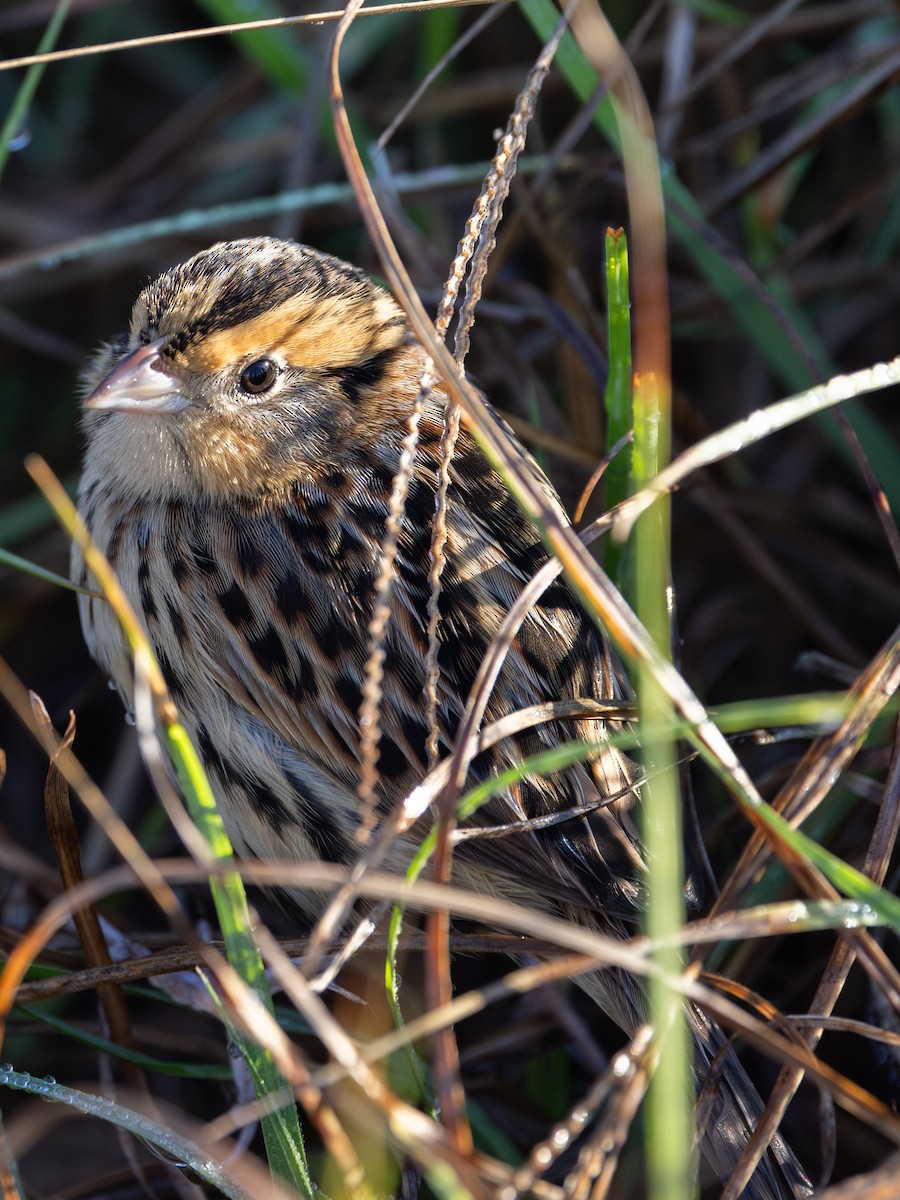 LeConte's Sparrow - ML648179339
