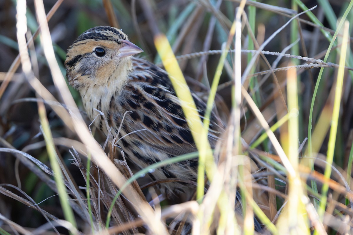 LeConte's Sparrow - ML648179340