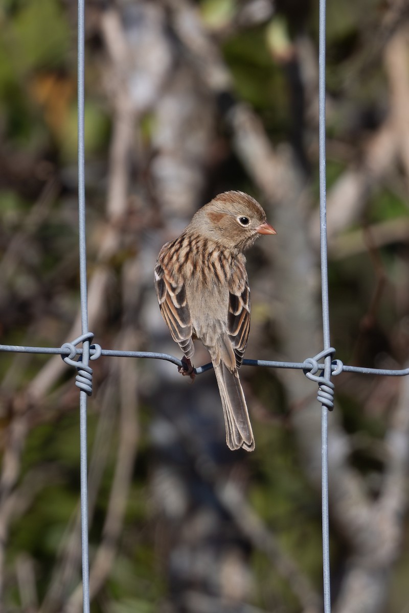 Field Sparrow - ML648179352