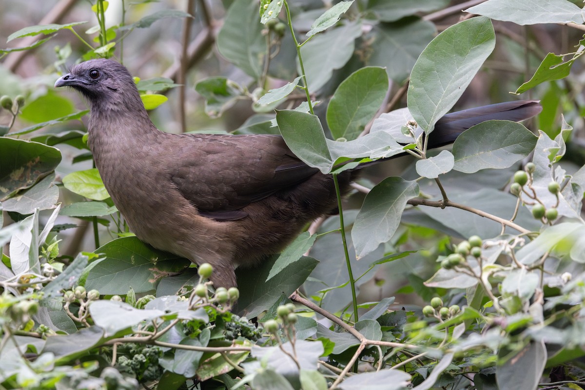 Plain Chachalaca - ML648179469