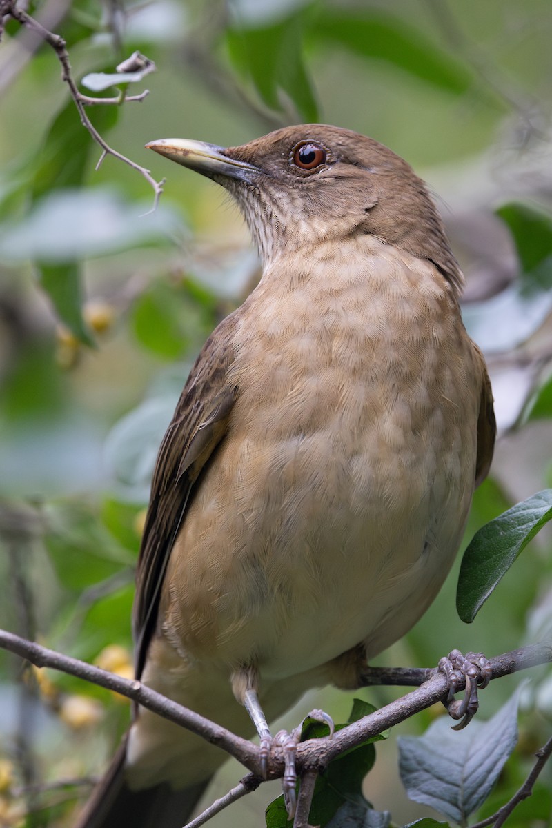 Clay-colored Thrush - ML648179479