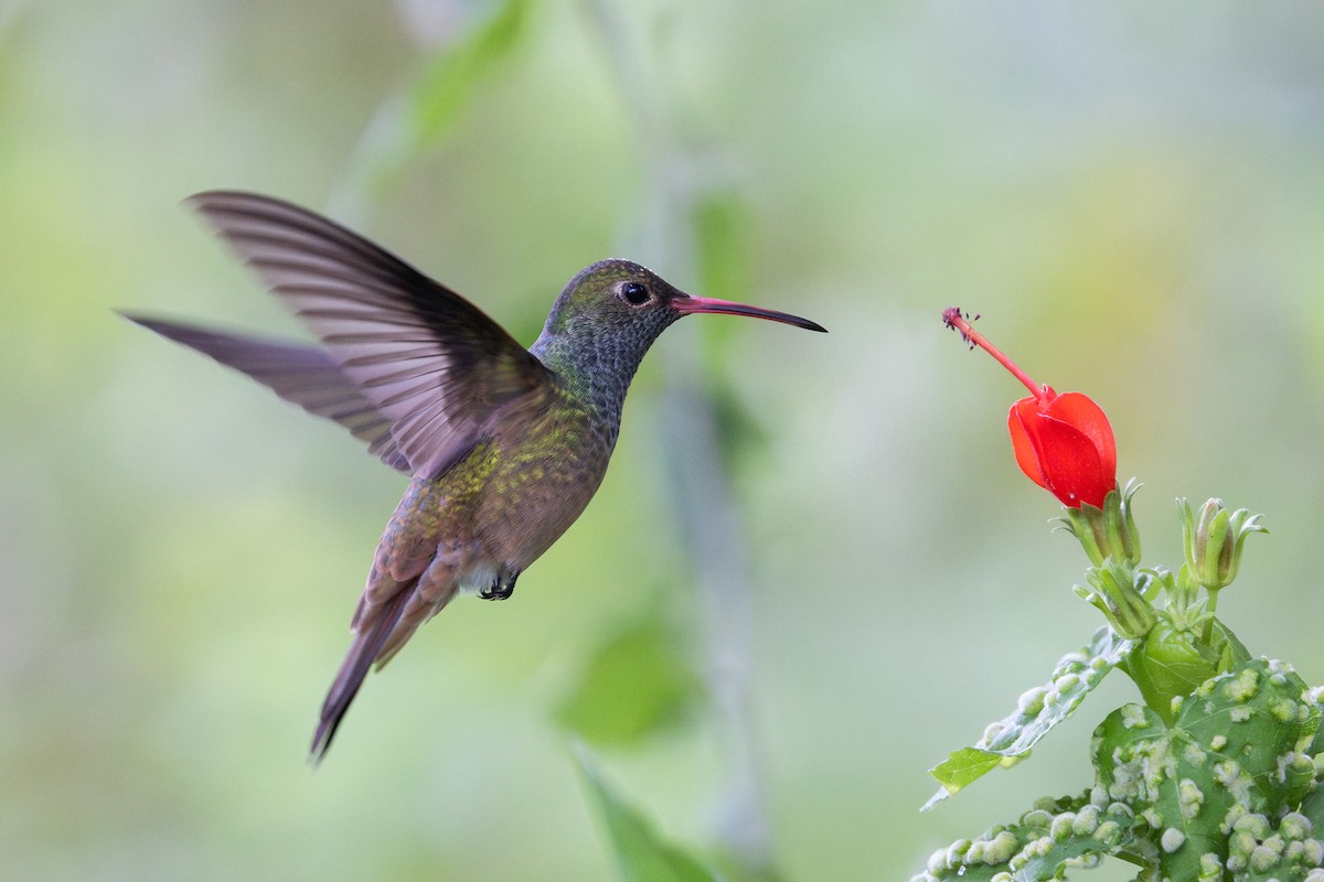 Buff-bellied Hummingbird - ML648179489