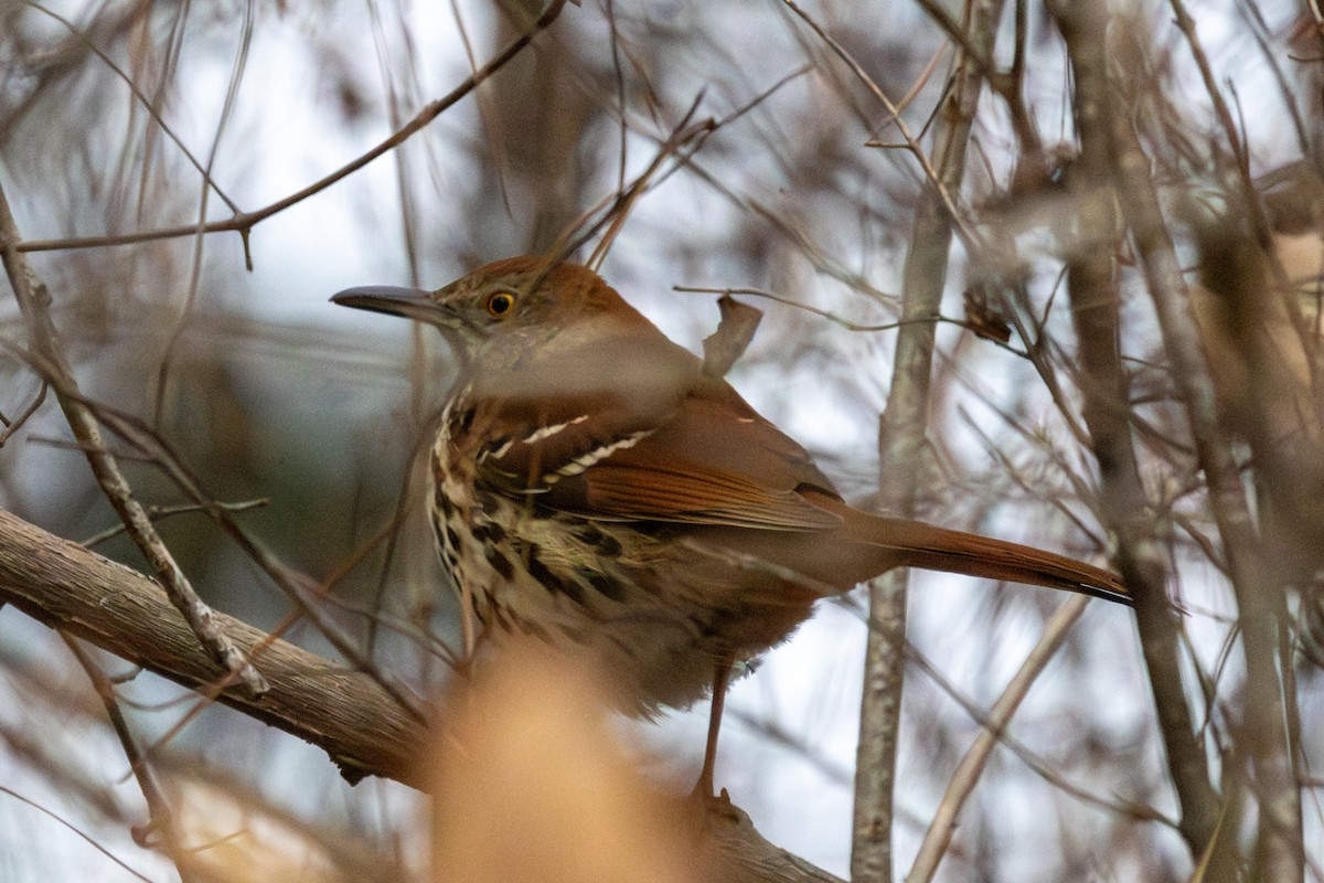Brown Thrasher - ML648179601