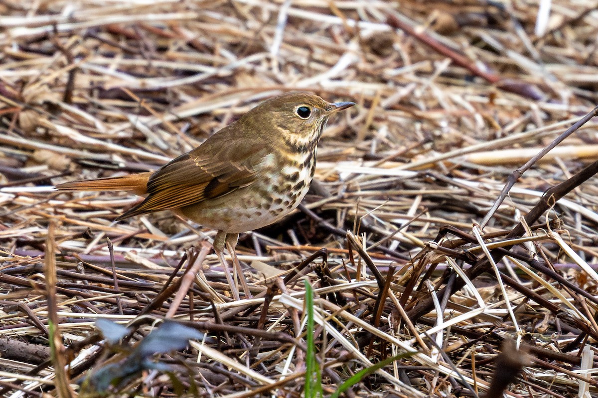Hermit Thrush - ML648179885
