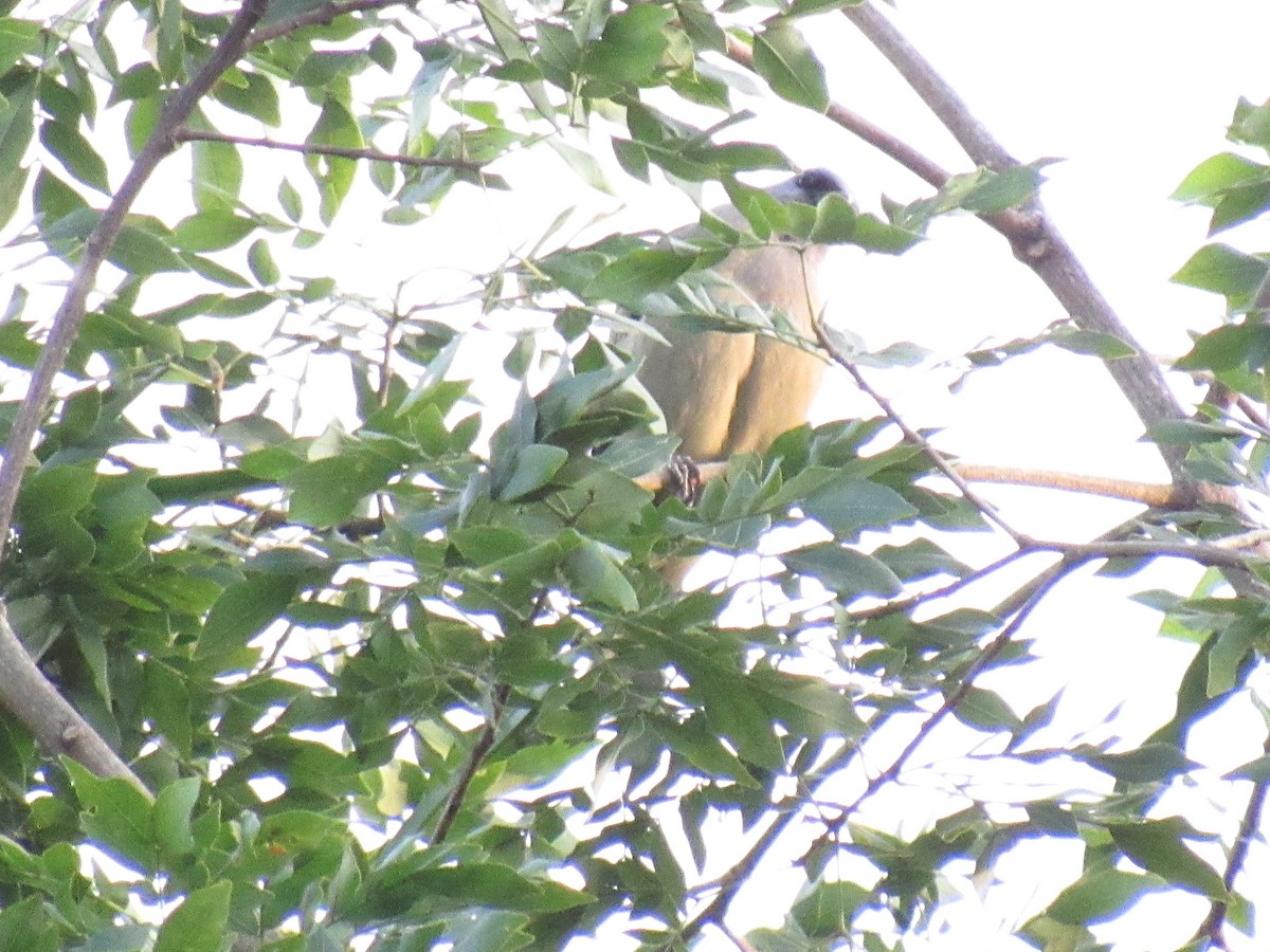 Olivflügeltangare - ML648180033