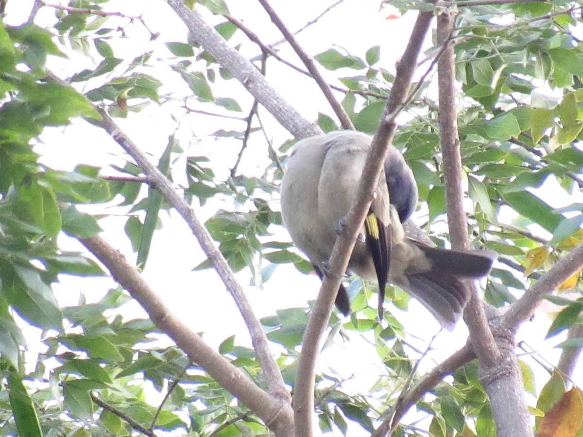 Olivflügeltangare - ML648180034