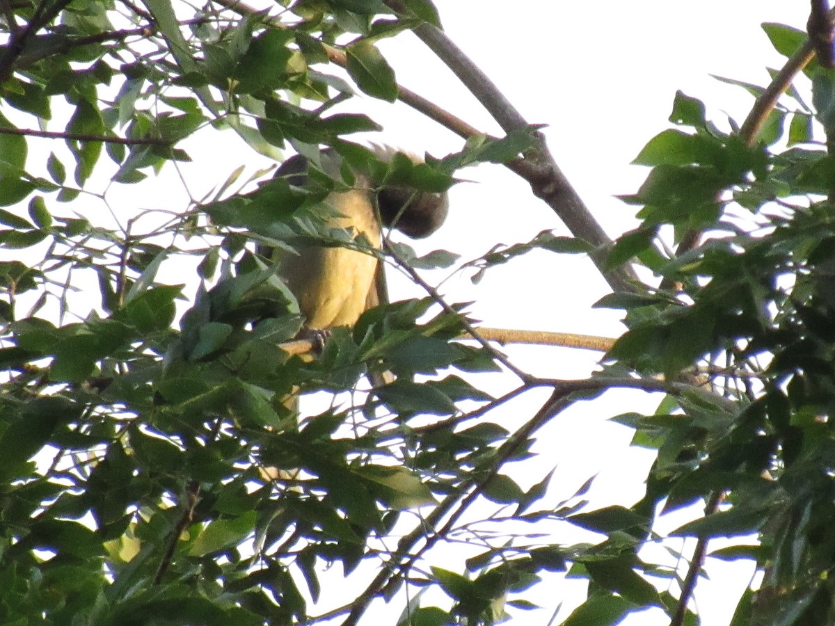 Olivflügeltangare - ML648180036