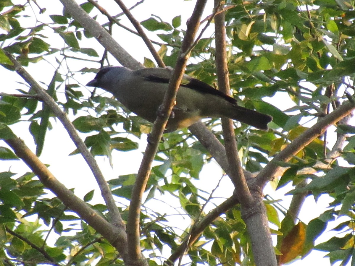 Olivflügeltangare - ML648180037