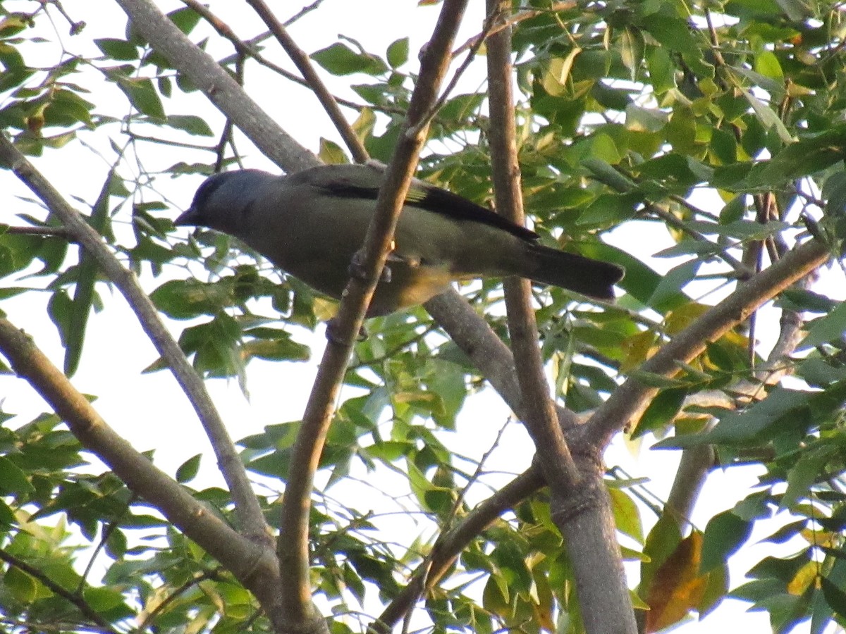 Olivflügeltangare - ML648180039