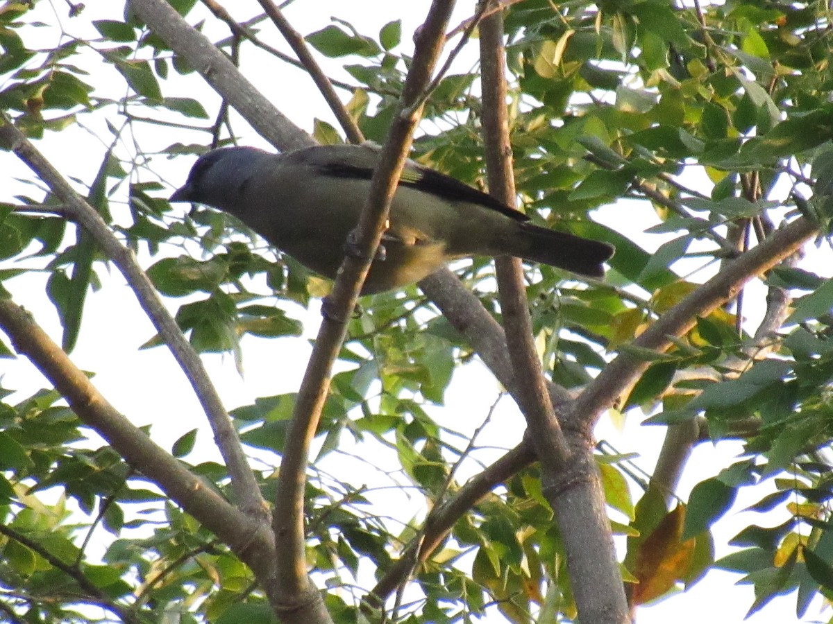 Olivflügeltangare - ML648180042