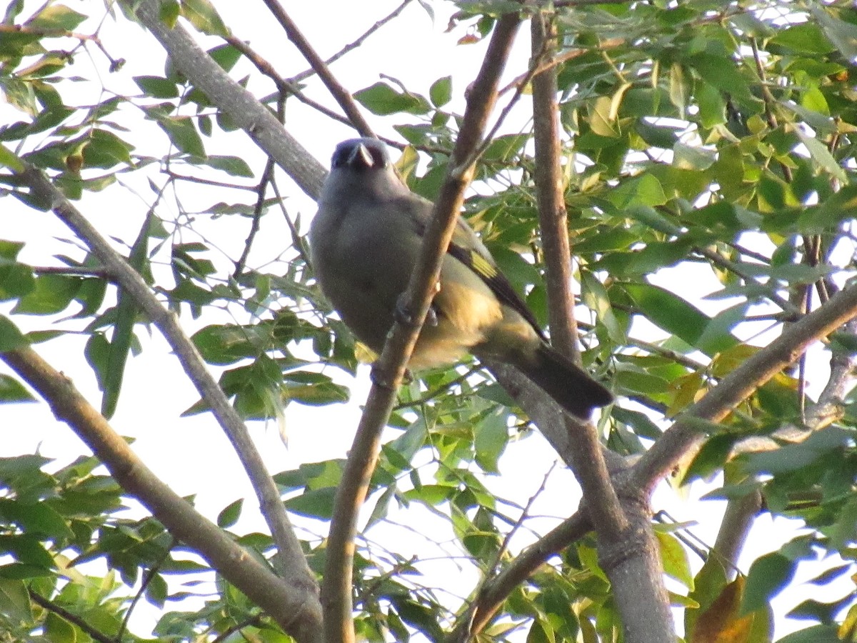 Olivflügeltangare - ML648180043