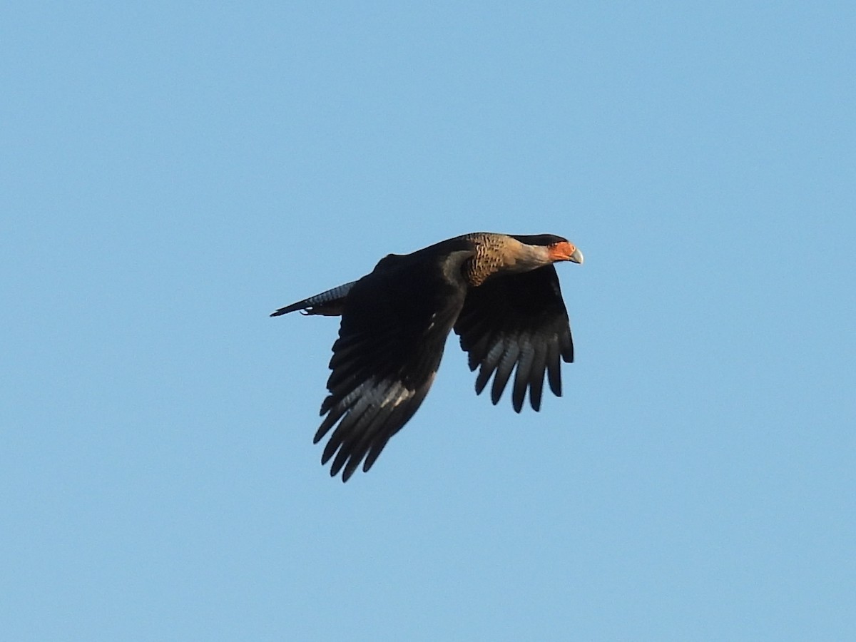 karančo jižní (ssp. cheriway) - ML648180062