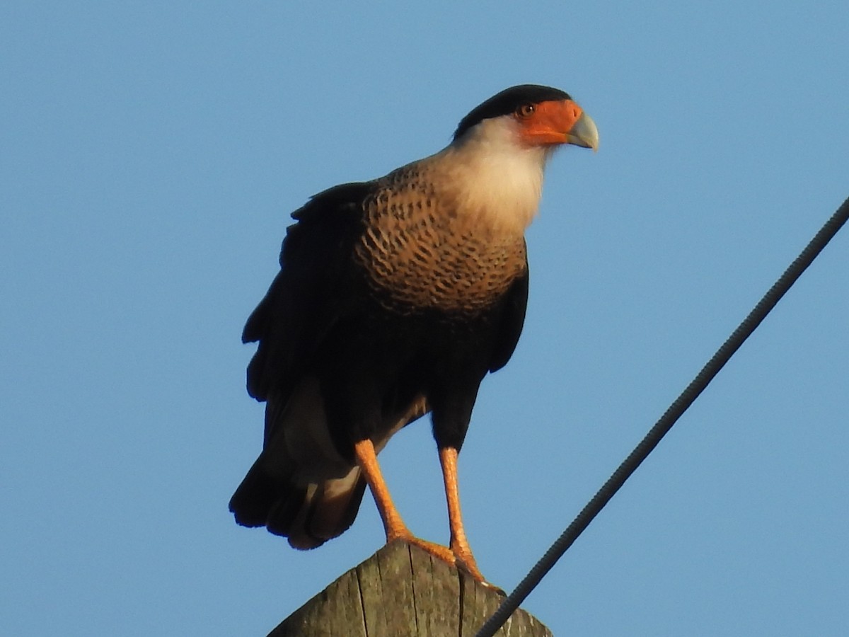 karančo jižní (ssp. cheriway) - ML648180063