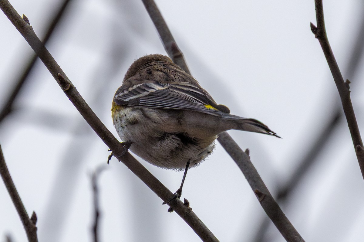 Yellow-rumped Warbler - ML648180083