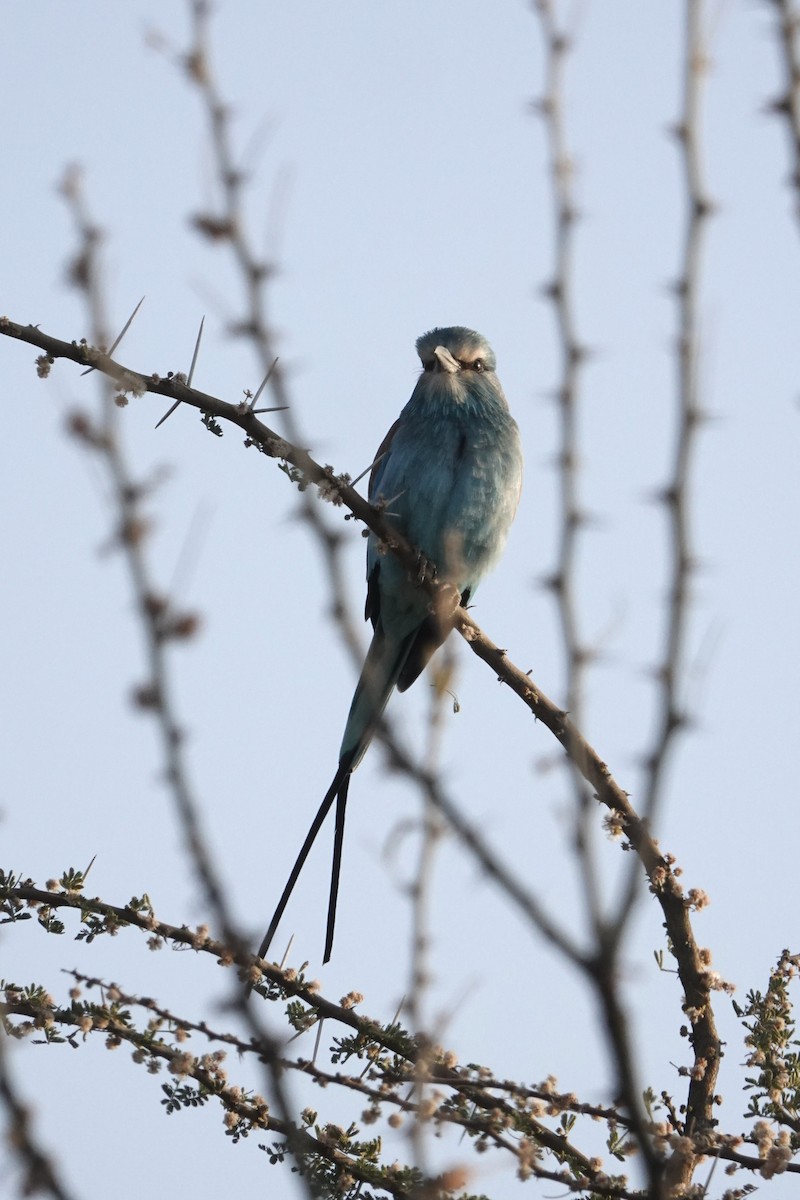 Habeş Gökkuzgunu - ML648180156