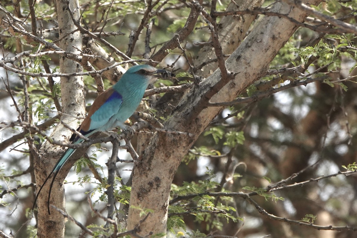 Habeş Gökkuzgunu - ML648180173