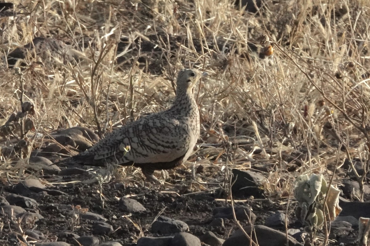 Kahverengi Bağırtlak - ML648180202