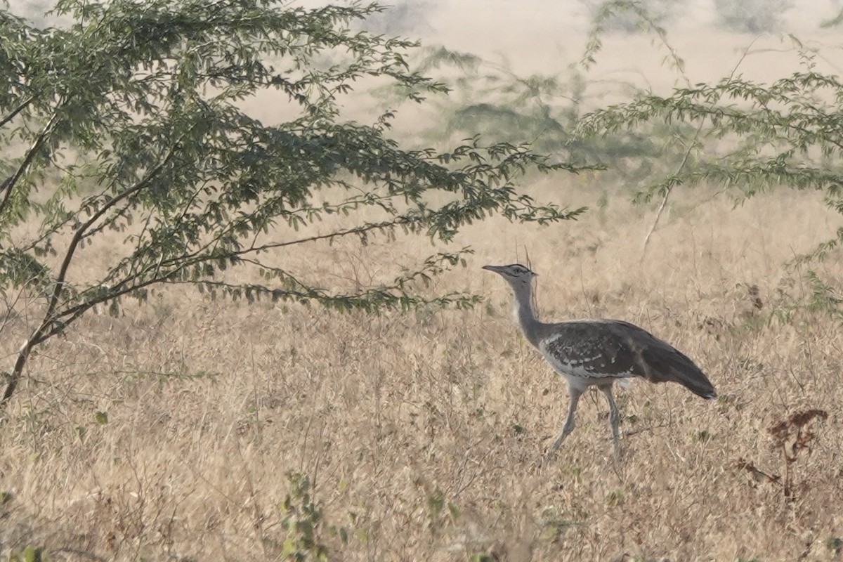 Arabistan Toyu - ML648180212