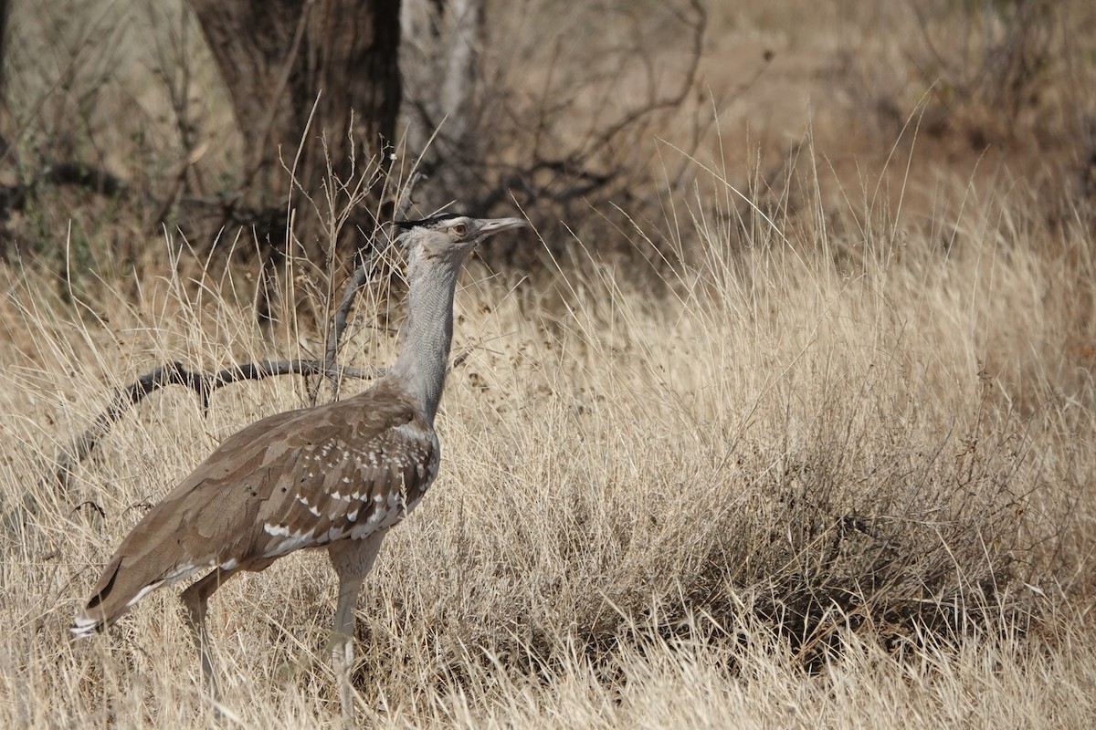 Arabistan Toyu - ML648180244