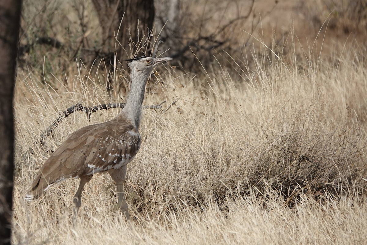 Arabistan Toyu - ML648180247