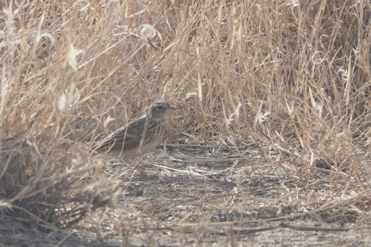 Cava Toygarı [cantillans grubu] - ML648180273