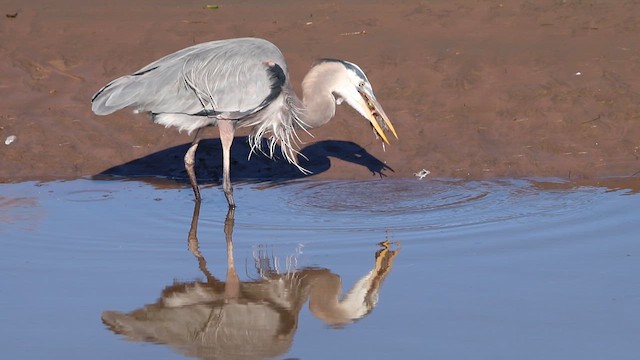 Great Blue Heron - ML648180283