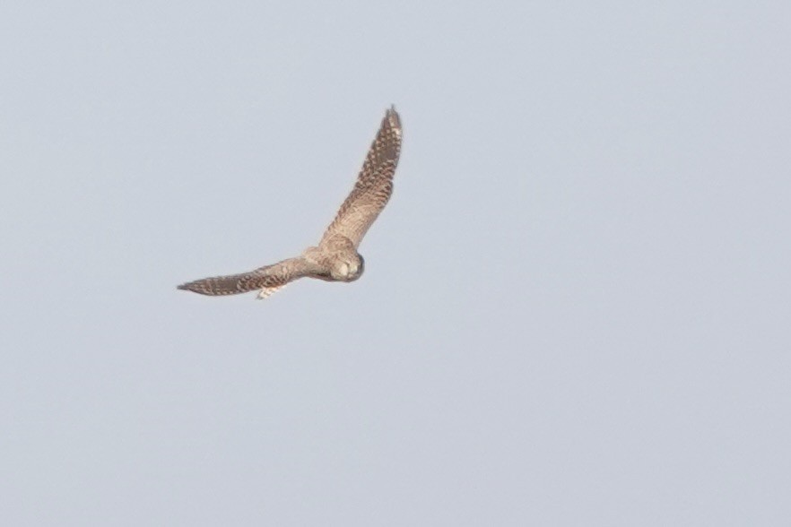 Kerkenez [tinnunculus grubu] - ML648180301