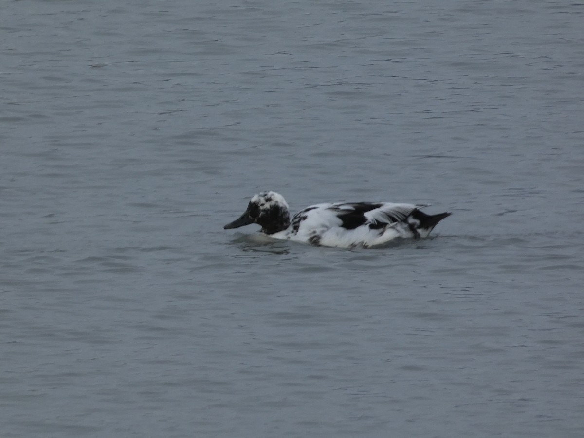 Fehlfarben-Stockente/Hausente - ML648180308