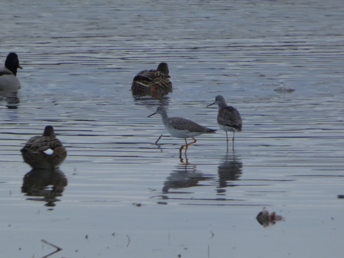 vodouš velký - ML648180319