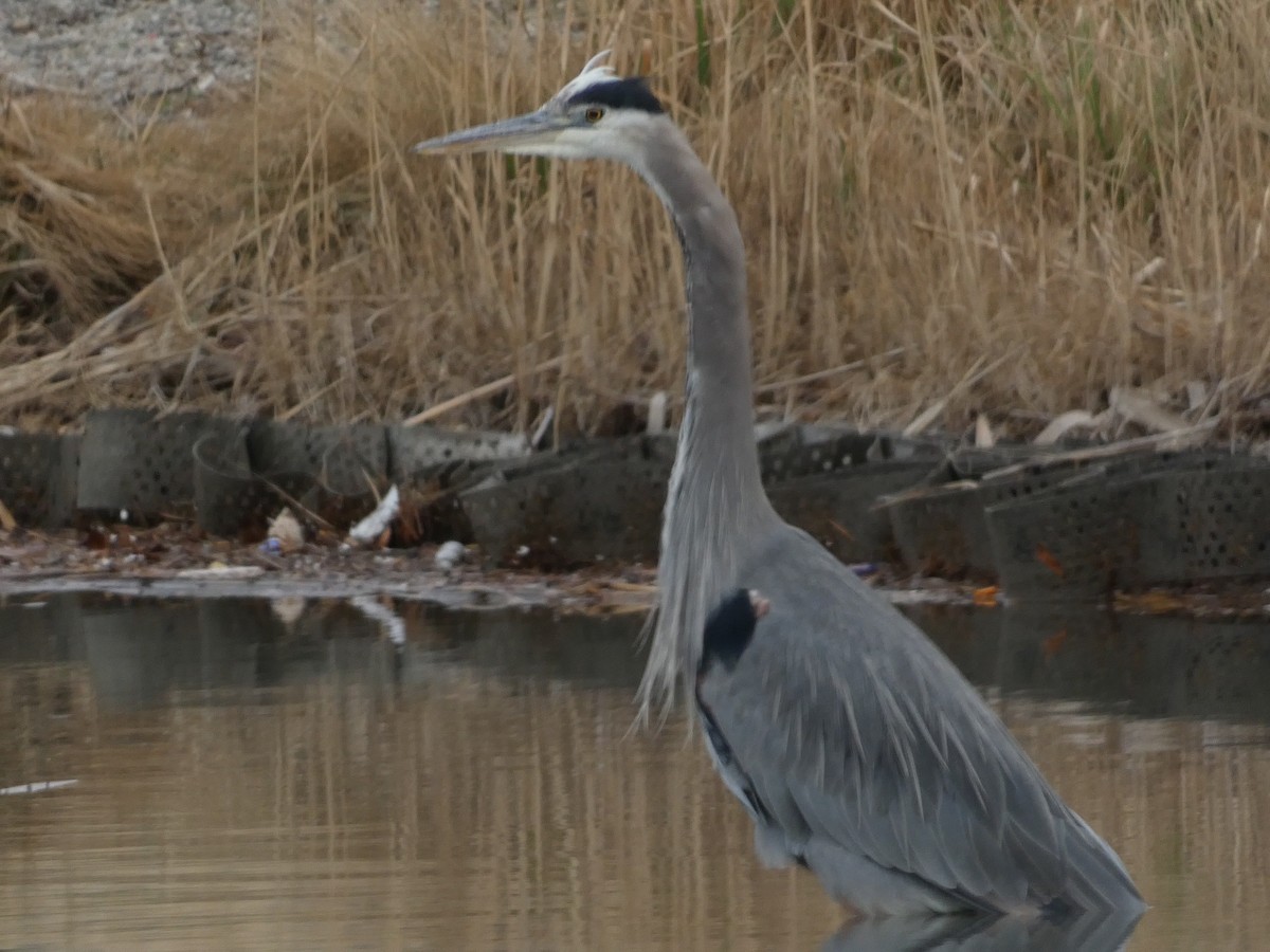 volavka velká - ML648180328