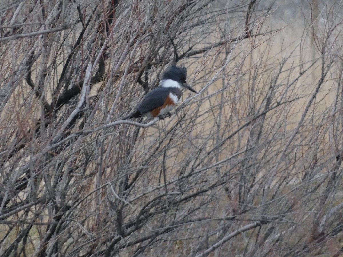 rybařík pruhoprsý - ML648180334