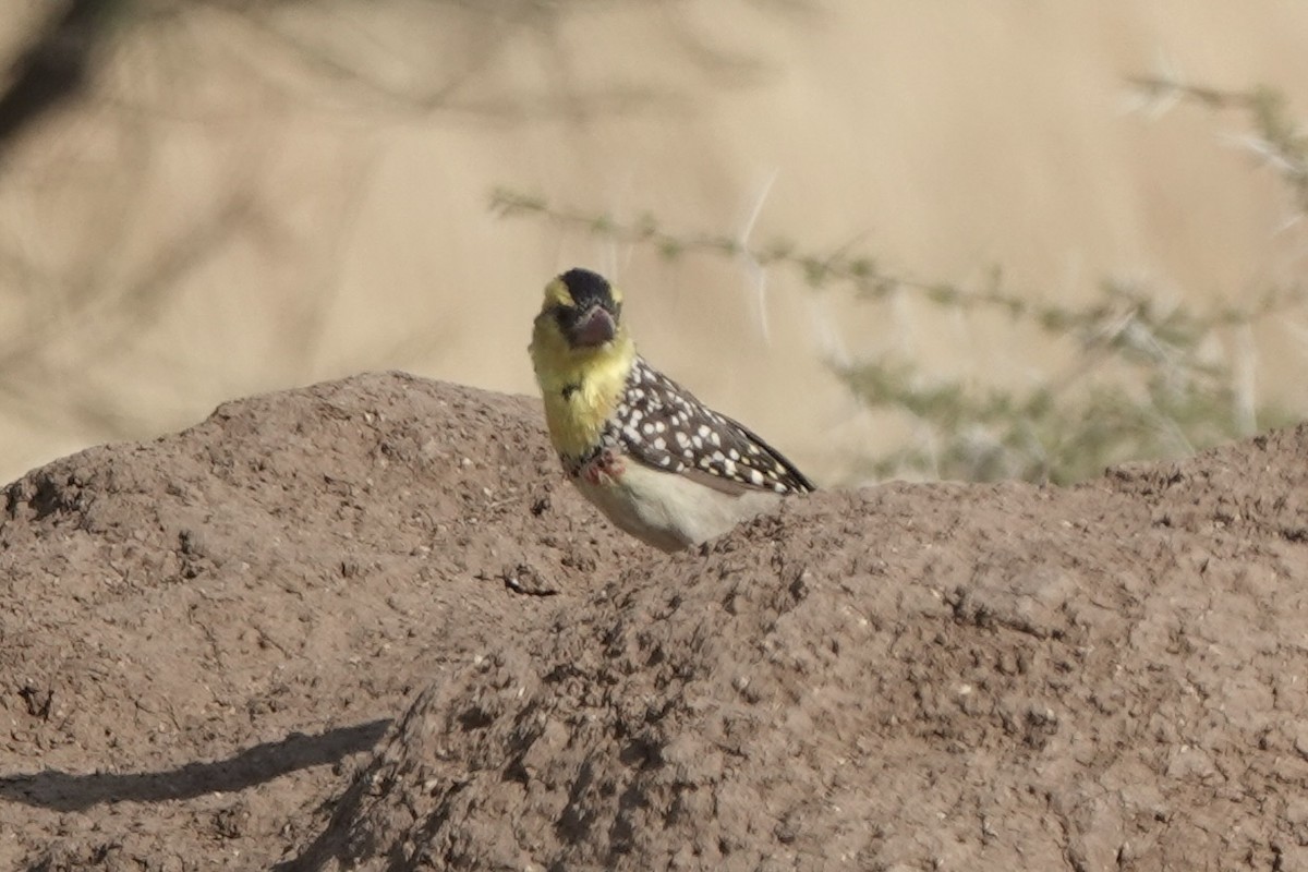 Kara Alınlı Barbet - ML648180349
