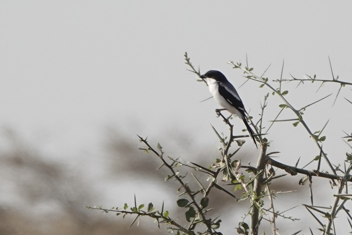 Somali Fiskalı - ML648180370