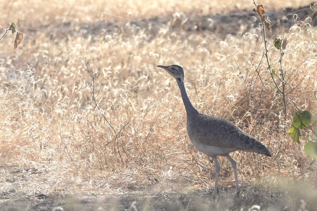 Senegal Toyu [senegalensis grubu] - ML648180395